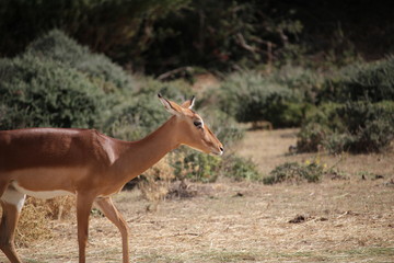 antilope
