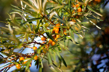 branch of sea-buckthorn with ripe yellow berries and leaves