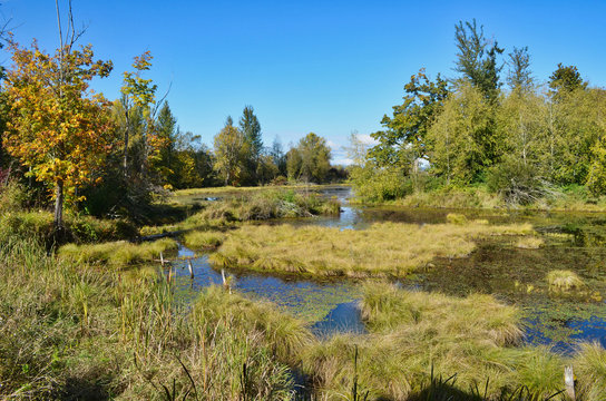 Autumn Swamp Wetland Grasses and Mixed Forest at Nisqually Delta Washington with Reflection