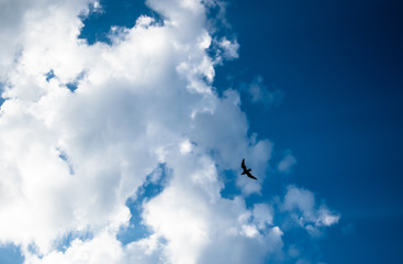Bird flying against white clouds on a blue sky