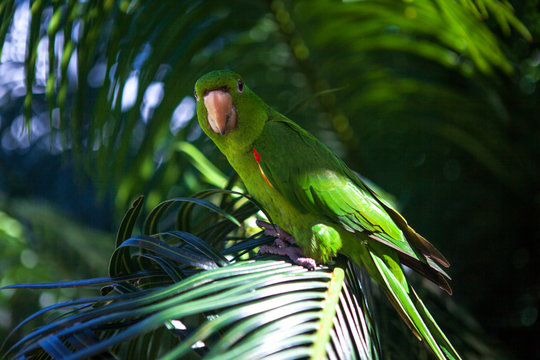 Parrot, Brazilian fauna