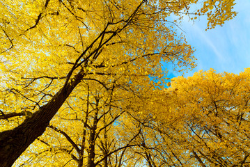 yellow tree in autumn