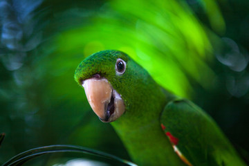 Parrot, Brazilian fauna