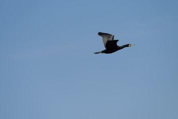 Cormorant flying - Stockphoto