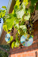 Homemade reflective bird repellent made of an old music computer laser discs outdoors on grape plant. Birds are scared and don`t eat the berries concept.