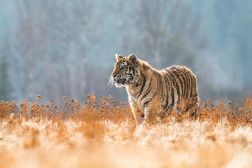 Obraz premium Siberian Tiger running. Beautiful, dynamic and powerful photo of this majestic animal. Set in environment typical for this amazing animal. Birches and meadows