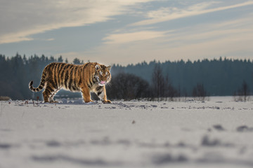 Obraz na płótnie Canvas Siberian Tiger running. Beautiful, dynamic and powerful photo of this majestic animal. Set in environment typical for this amazing animal. Birches and meadows