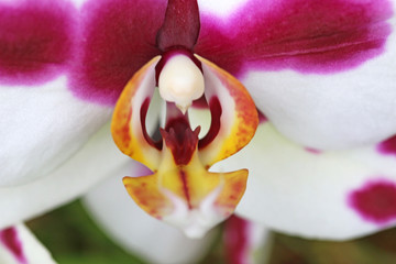 Ornamental Orchid flower
