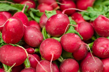 Close up detail of beautiful ripe red radishes 