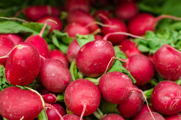 Close up detail of beautiful ripe red radishes 