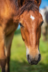 Naklejka na ściany i meble Close-up portrait of a village foal with a blurred background.
