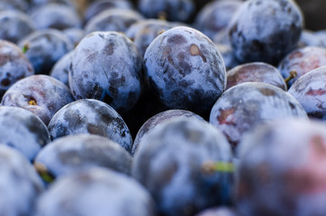 Close up detail of beautiful ripe plums 