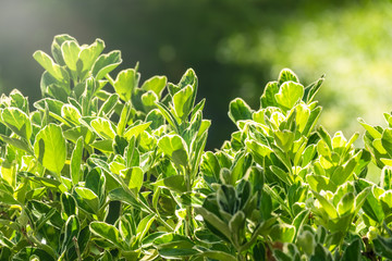 Green leaves with white edges lit by the setting sun