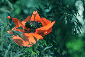 Red poppy single flower