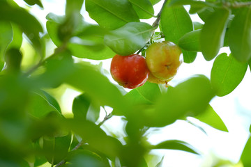 acerola cherry