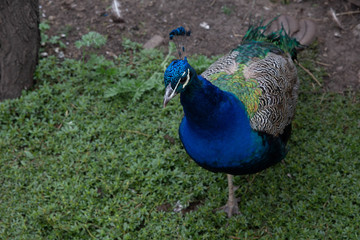 A beautiful turquoise peacock stands on the green grass.