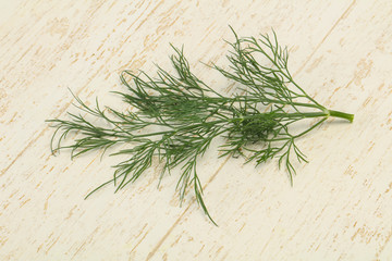 Fresh green dill herb branch