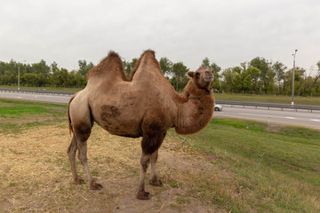 Two-humped camel stands on the lawn near the track in the zoo.
