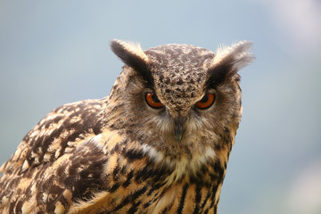 Uhu blickt auf Beute.