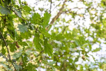 Fototapeta na wymiar Branches of oak-tree with green leaves against sky