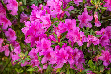 Pink rhododendron blossoms with a beautiful blur