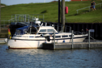 Möve über Hafenbecken von Harlesiel an der Nordseeküste und Boote und Deich im Hintergrund - Stockfoto