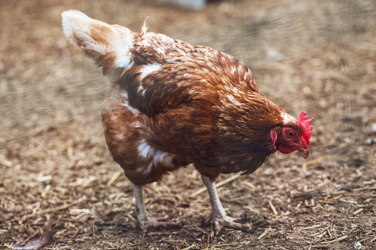 Free Range Chicken Farm