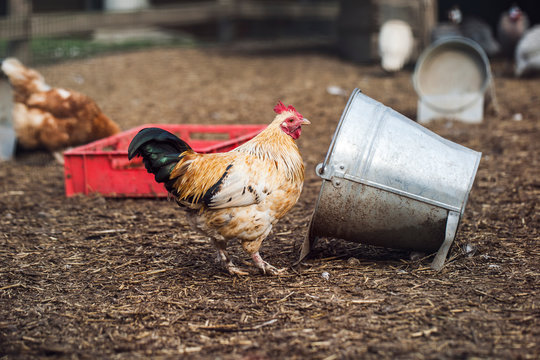 Free Range Chicken Farm