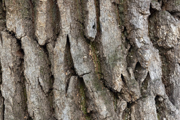 Oak bark texture close-up. Background image.