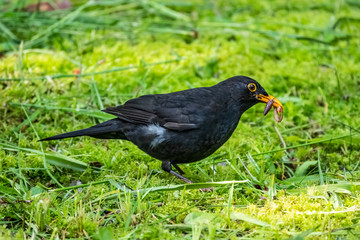 The male blackbird found a worm on a green lawn. The common blackbird, Turdus merula.