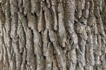 Oak bark texture close-up. Background image.