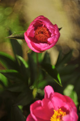 Pink peony flowers