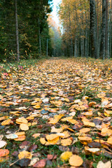 Autumn impressions in nature