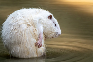 Large white coypu or nutria sits in a shallow pond.