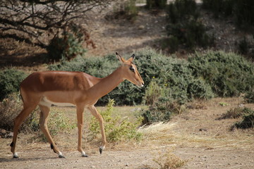 antilope