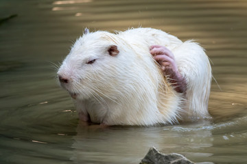 Large white coypu or nutria sits in a shallow pond.