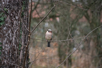 Eurasian Jay on Branch in Winter