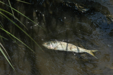 Dead fish inside ocean water