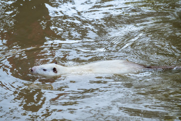 Large white coypu or nutria is swimming in the pond.