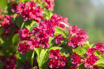 Beautiful vibrant red Weigela flowers with blurry background.