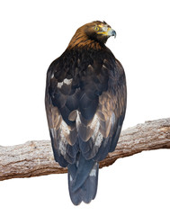 Golden Eagle (Aquila chrysaetos]) portrait. Isolated on white Background