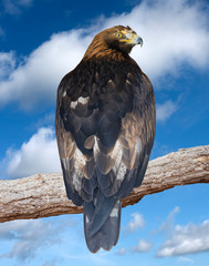 Golden Eagle (Aquila chrysaetos]) portrait