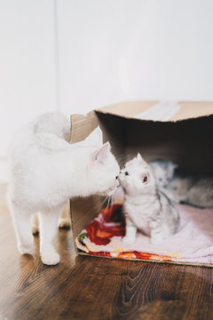 Adult cat with newborn kittens