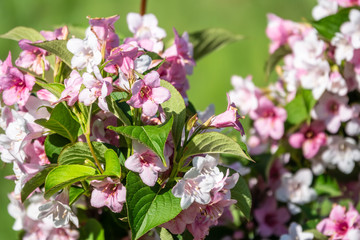 Beautiful vibrant pink Weigela flowers with blurry background.