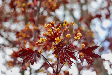 Burgundy Japanese Maple Leaves with Yellow Flowers against a Distant Forest Background