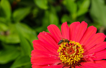 Red Zinnia elegans flower in the garden and a bee on it. Close-up, macro.