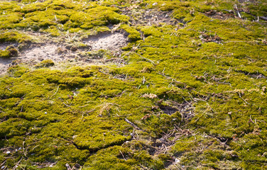 concrete slab covered with green moss background. texture, close up