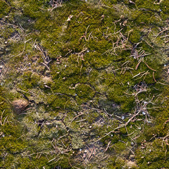 seamless concrete slab covered with green moss background. texture, close up