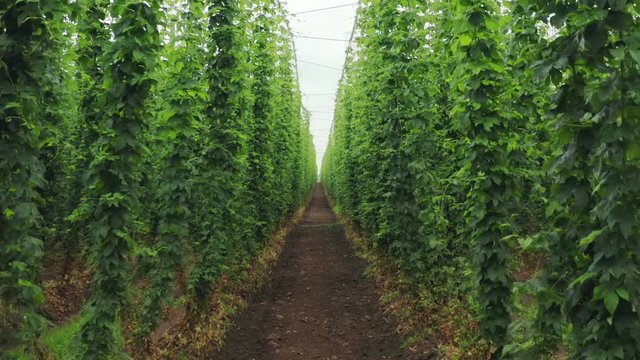 Traditional hop growing for the production of the famous German beer