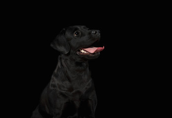Black Labrador Retriever dog on black background, portrait, black on black
